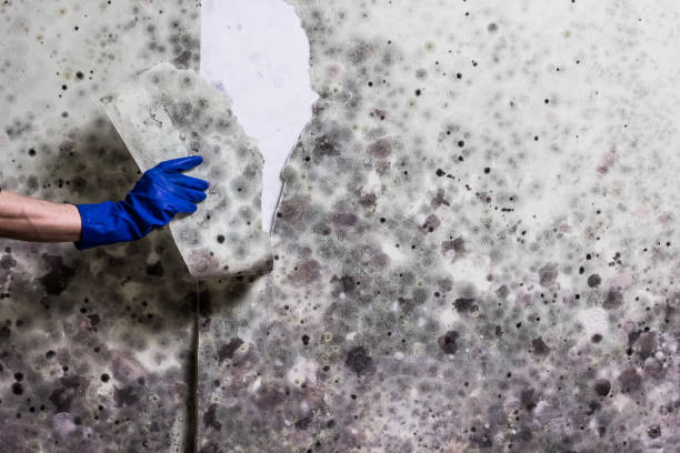  Cherokee, NC Mold Removal Pros