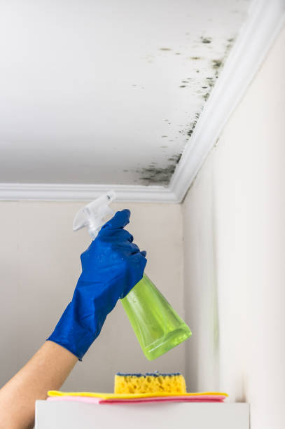Best Basement Mold Remediation in Cherokee, NC